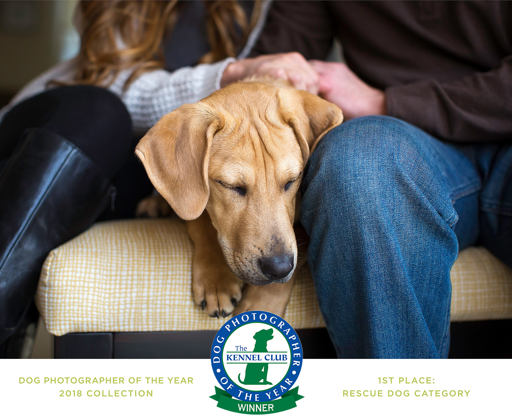 Rescue labrador mix enjoying the comfort of his new family