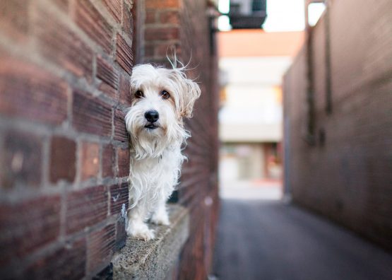 Beautiful Petite Bassett Griffon Vendeen posing on the ledge Petite Bassett Griffon Vendeen in the city alley