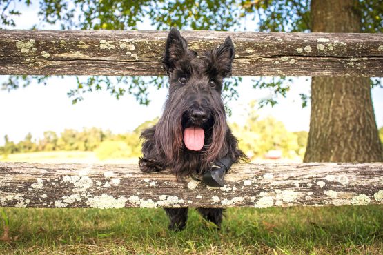 Black Scottie Dog named Nesta Marley Scottie dog on the fence