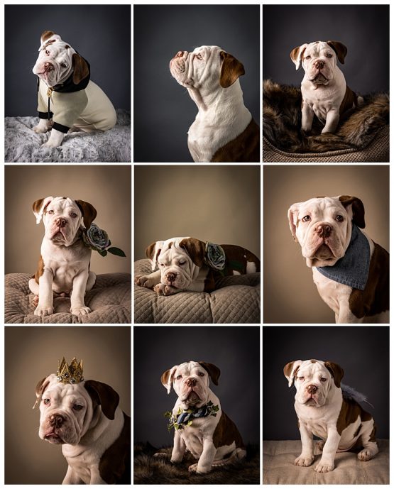 Studio Puppy Portraits of a bulldog puppy Puppy photos of a baby bulldog in the studio