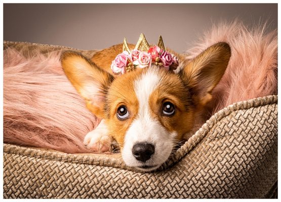 Corgi Puppy posing in the photo studio Corgi Puppy in pink blanket with floral crown